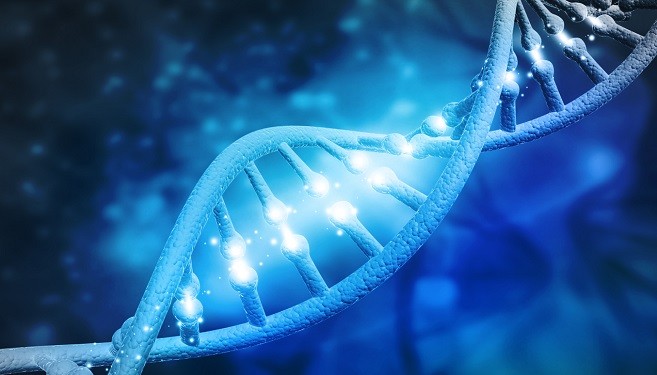 DNAn rakenne